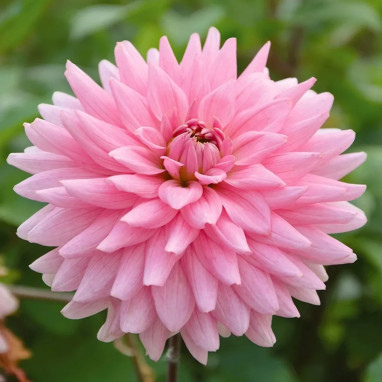 Dahlia décoratif 'Poésie' - Dahlia | Achat direct au producteur
