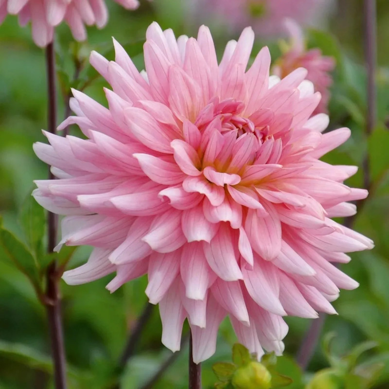 Dahlia décoratif 'Poésie' - Dahlia | Achat direct au producteur