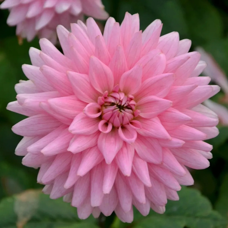 Dahlia décoratif 'Poésie' - Dahlia | Achat direct au producteur