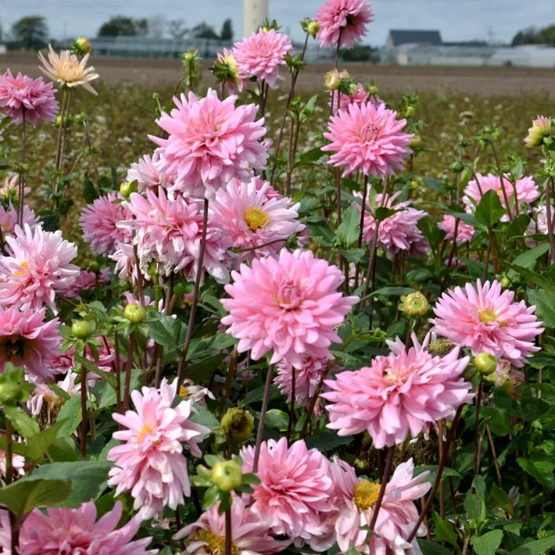 Dahlia décoratif 'Poésie' - Dahlia | Achat direct au producteur