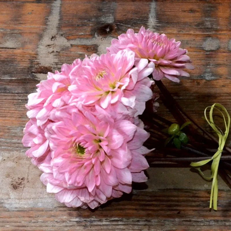 Dahlia décoratif 'Poésie' - Dahlia | Achat direct au producteur