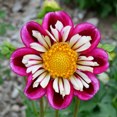 Dahlia collerette 'Bumble Rumble' - Dahlia | Achat direct au producteur