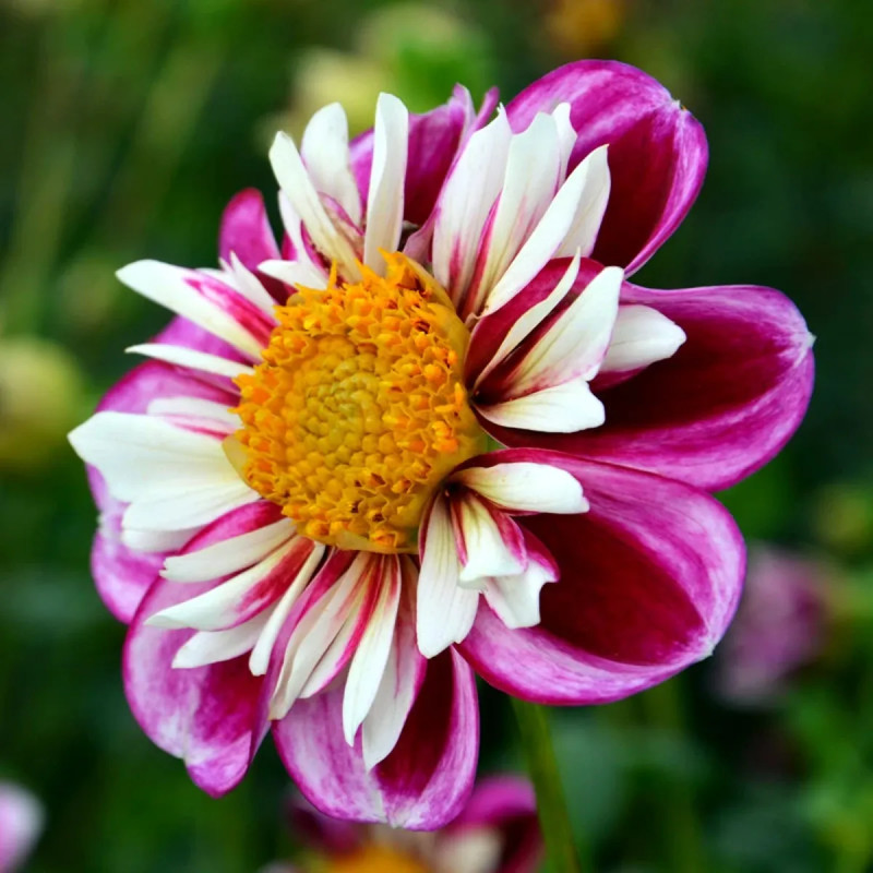 Dahlia collerette 'Bumble Rumble' - Dahlia | Achat direct au producteur