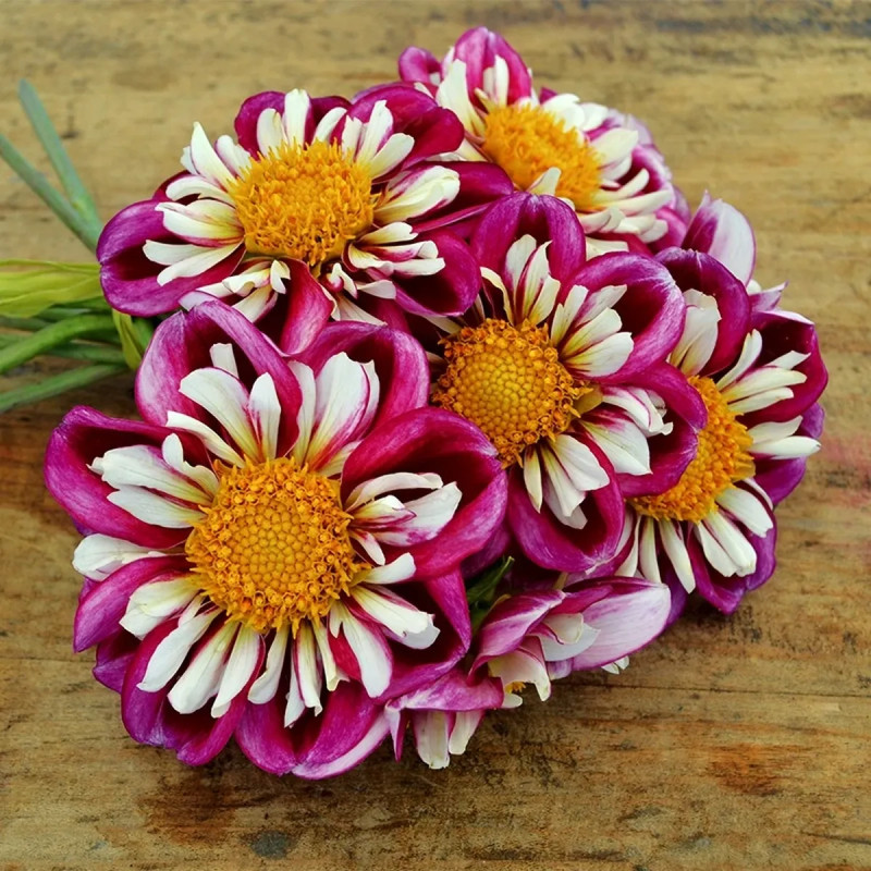 Dahlia collerette 'Bumble Rumble' - Dahlia | Achat direct au producteur