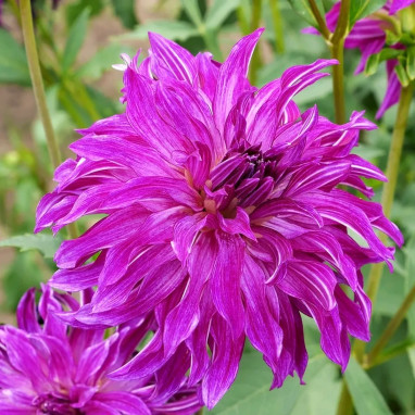 Dahlia décoratif 'Bangkok Violet' - Dahlia | Achat direct au producteur
