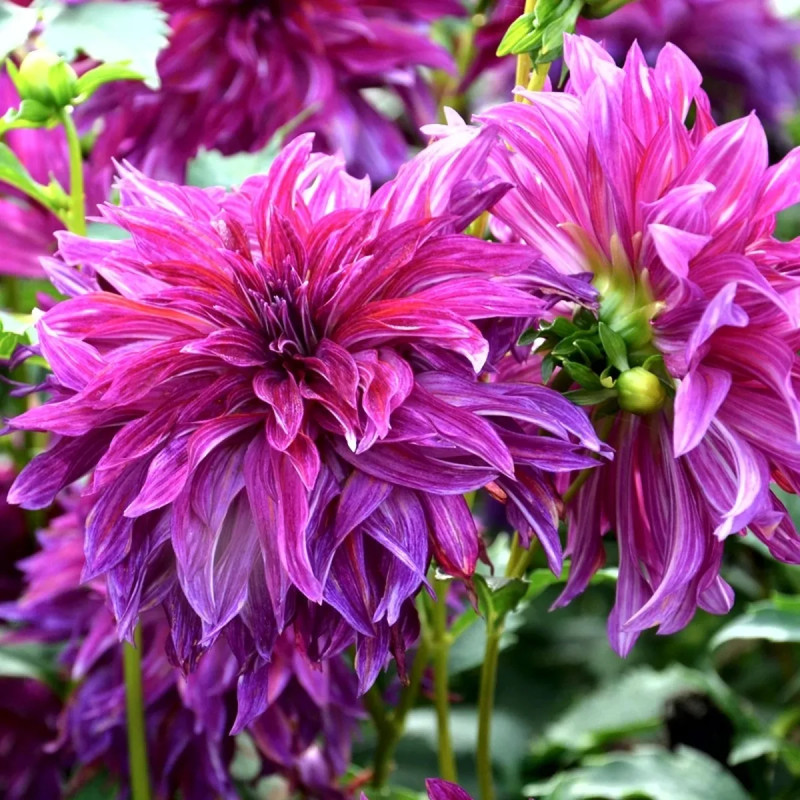 Dahlia décoratif 'Bangkok Violet' - Dahlia | Achat direct au producteur