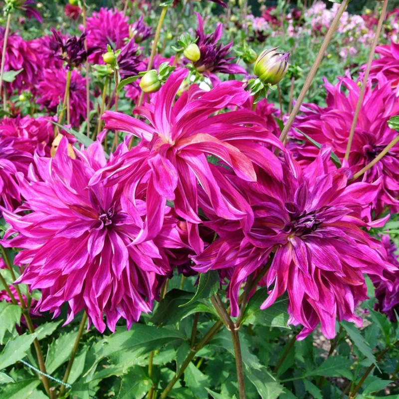 Dahlia décoratif 'Bangkok Violet' - Dahlia | Achat direct au producteur