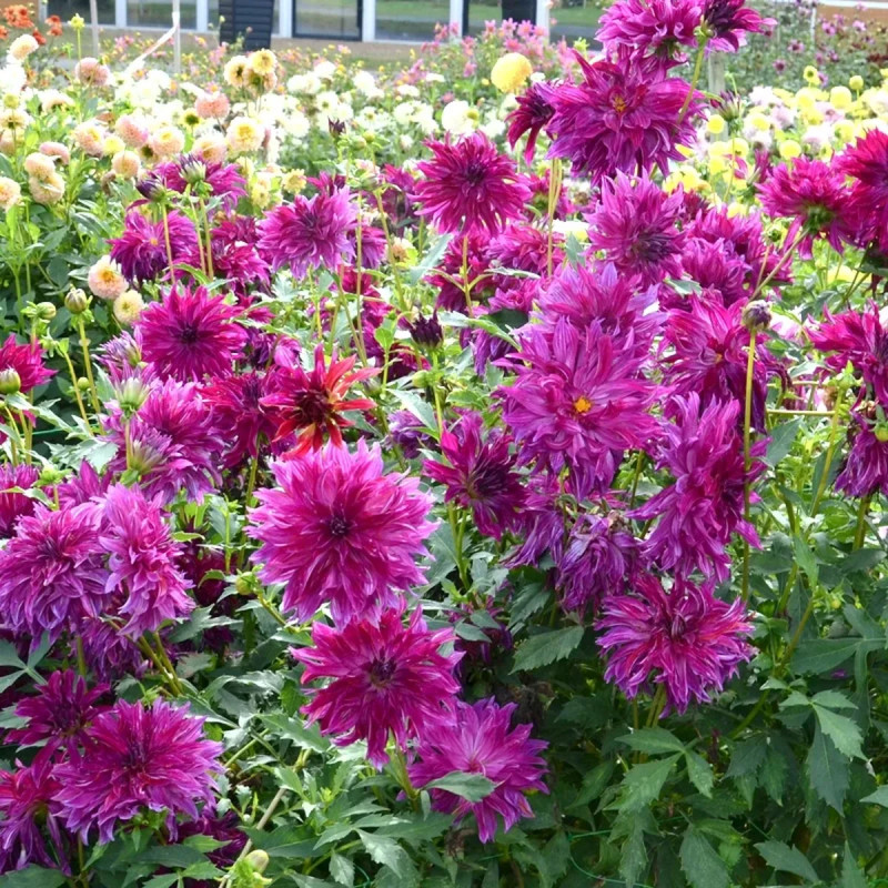 Dahlia décoratif 'Bangkok Violet' - Dahlia | Achat direct au producteur