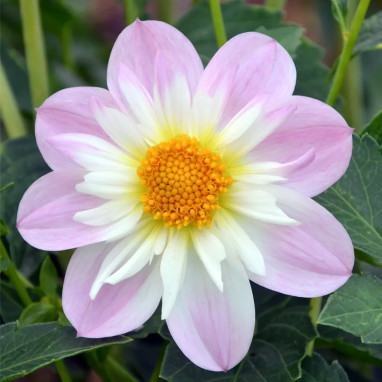 Dahlia collerette 'Teesbrooke Audrey' - Dahlia | Achat producteur