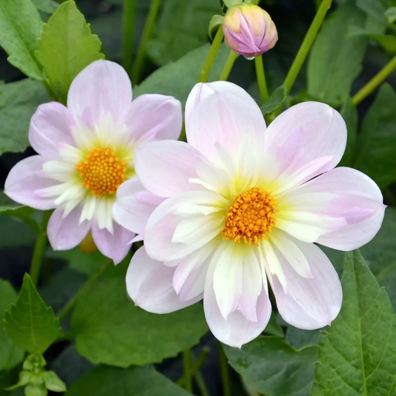 Dahlia collerette 'Teesbrooke Audrey' - Dahlia | Achat producteur