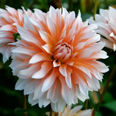 Dahlia décoratif 'Apelsini Sniega' - Dahlia | Achat direct au producteur
