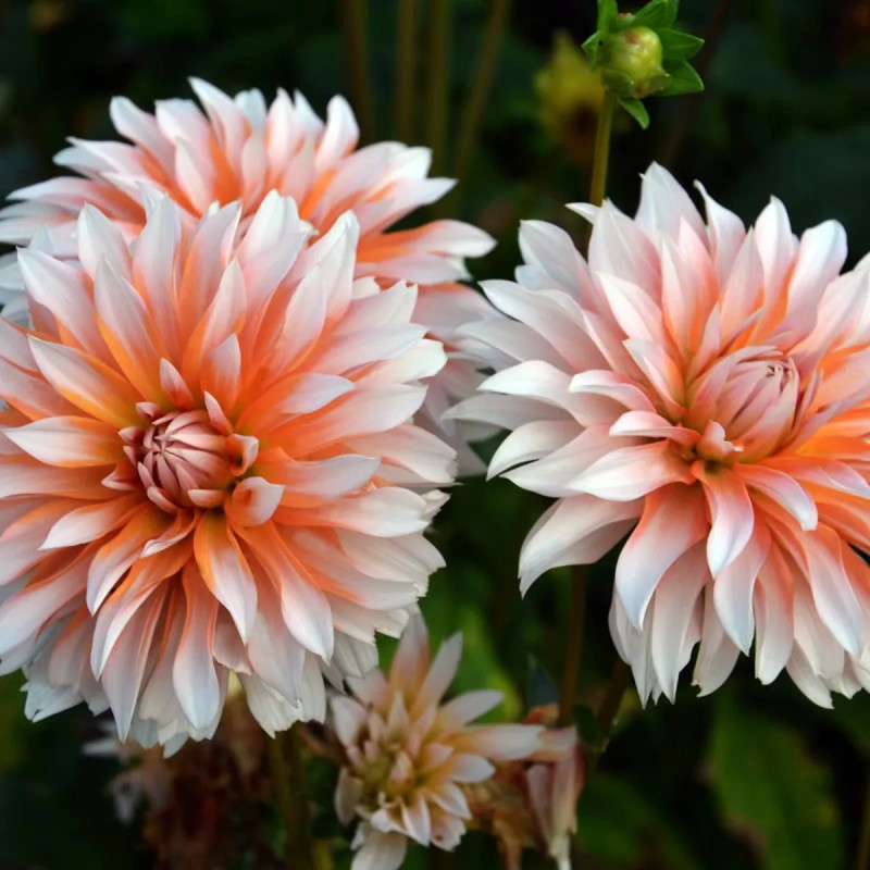 Dahlia décoratif 'Apelsini Sniega' - Dahlia | Achat direct au producteur