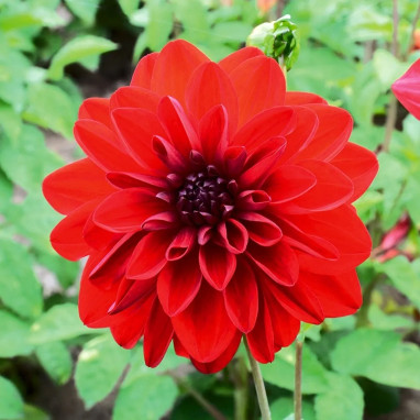 Dahlia décoratif 'Bacchanal' - Dahlia | Achat direct au producteur