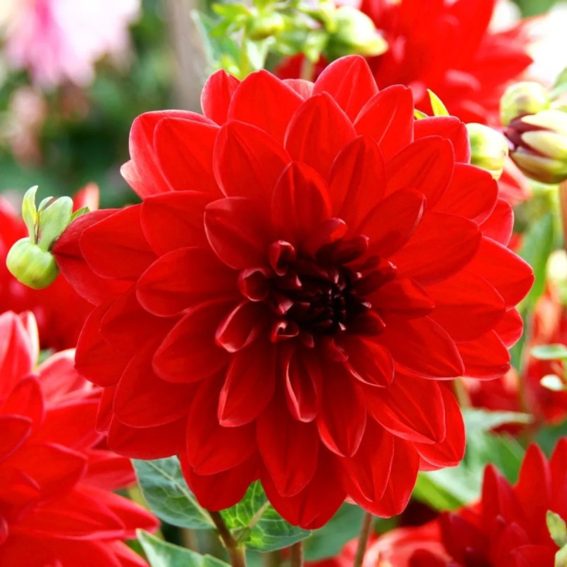Dahlia décoratif 'Bacchanal' - Dahlia | Achat direct au producteur