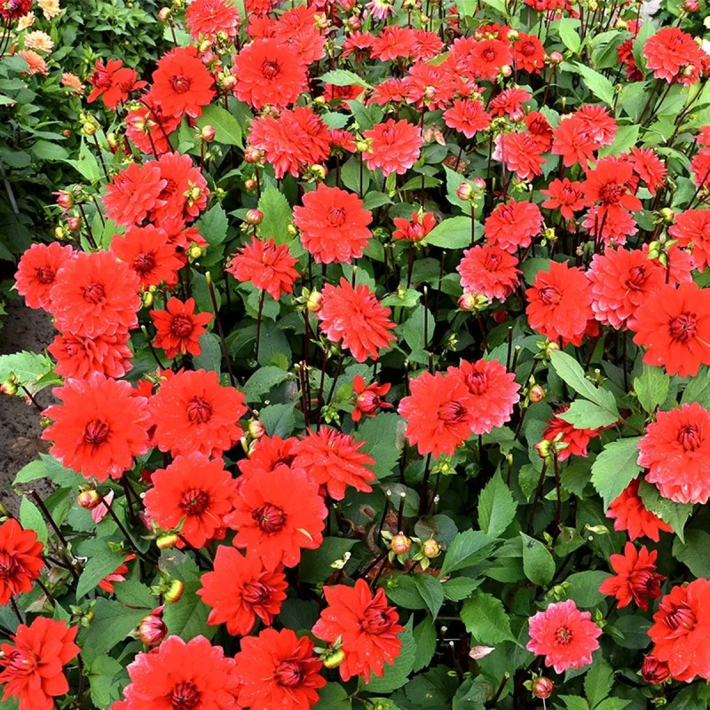 Dahlia décoratif 'Bacchanal' - Dahlia | Achat direct au producteur
