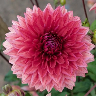 Dahlia décoratif 'Bengale' - Dahlia | Achat direct au producteur