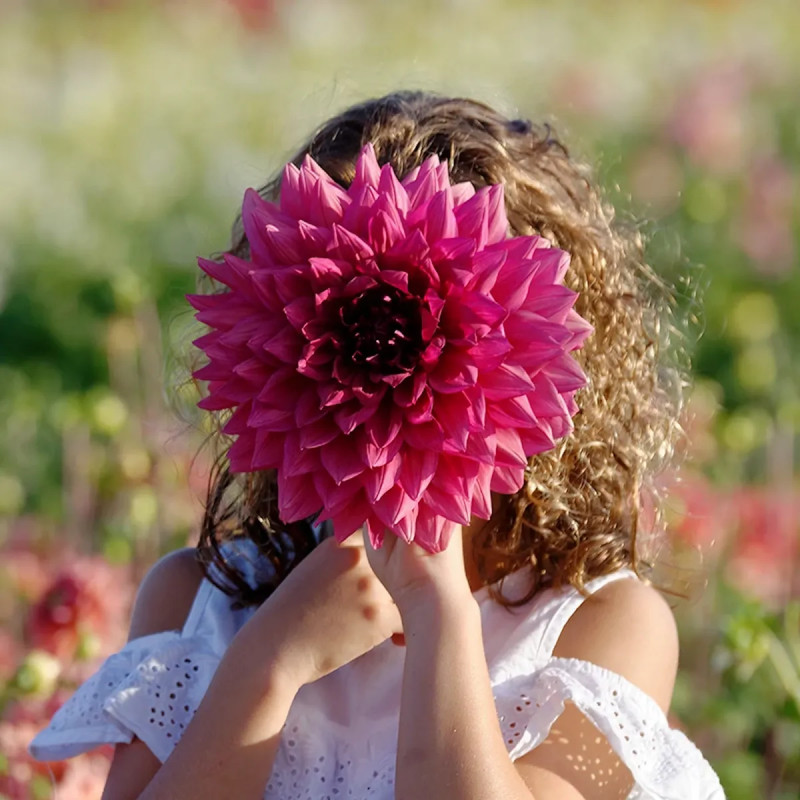 Dahlia décoratif 'Bengale' - Dahlia | Achat direct au producteur