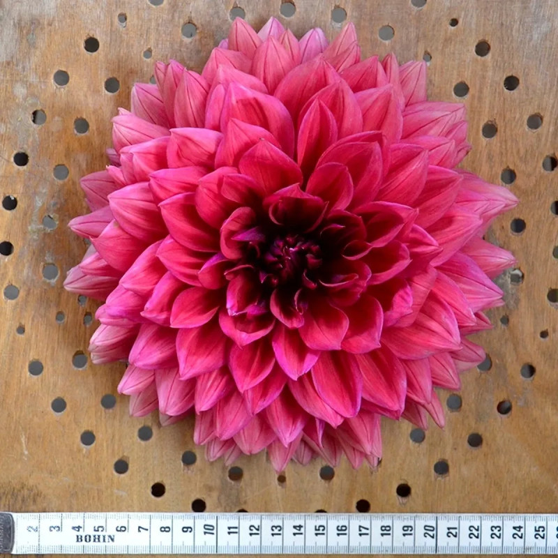 Dahlia décoratif 'Bengale' - Dahlia | Achat direct au producteur