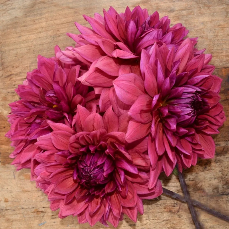 Dahlia décoratif 'Bengale' - Dahlia | Achat direct au producteur