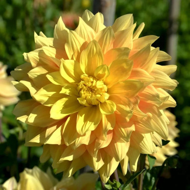 Dahlia décoratif 'Byzance' - Dahlia | Achat direct au producteur