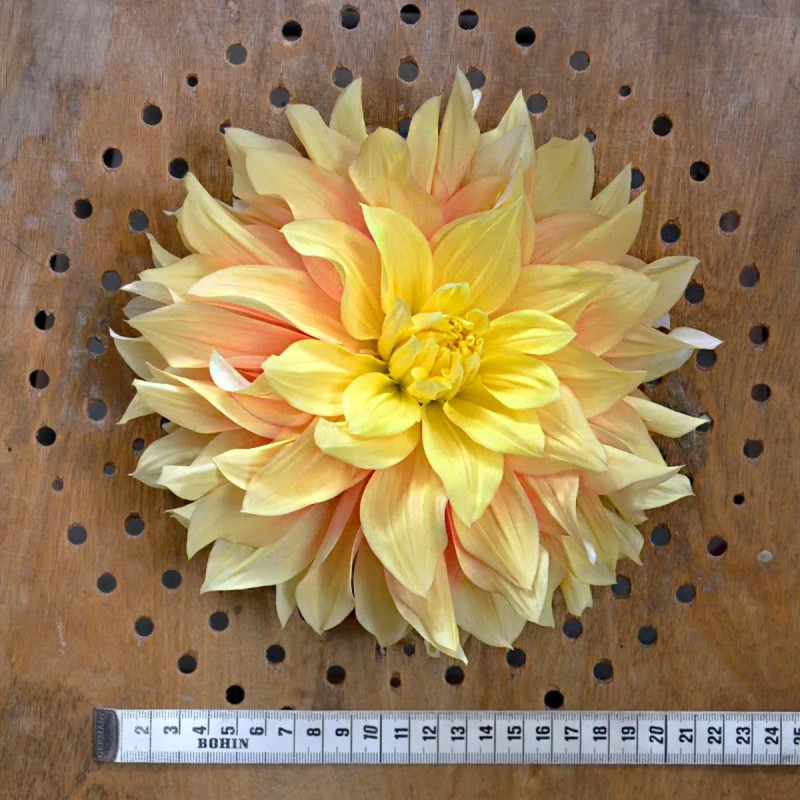 Dahlia décoratif 'Byzance' - Dahlia | Achat direct au producteur