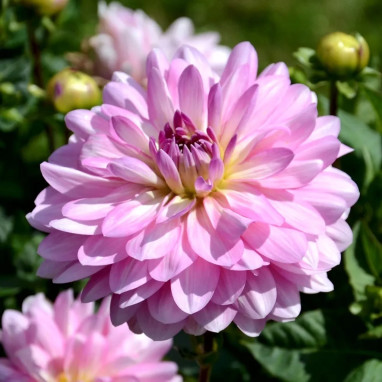 Dahlia décoratif Christine - Dahlia | Achat direct au producteur