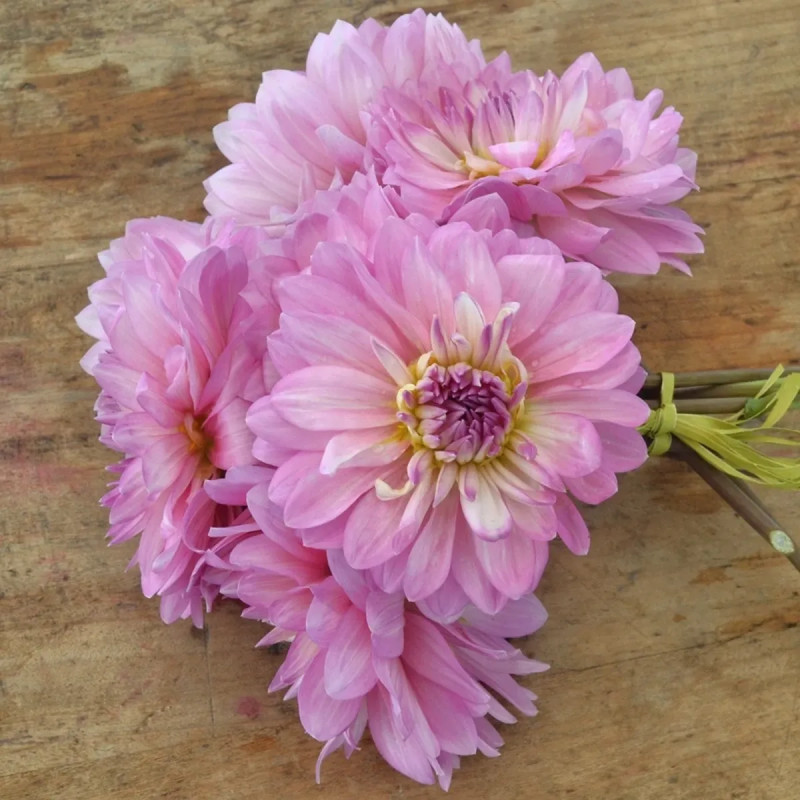 Dahlia décoratif Christine - Dahlia | Achat direct au producteur
