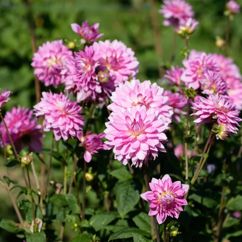 Dahlia décoratif Christine - Dahlia | Achat direct au producteur