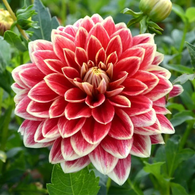Dahlia décoratif 'Caballero' - Dahlia | Achat direct au producteur