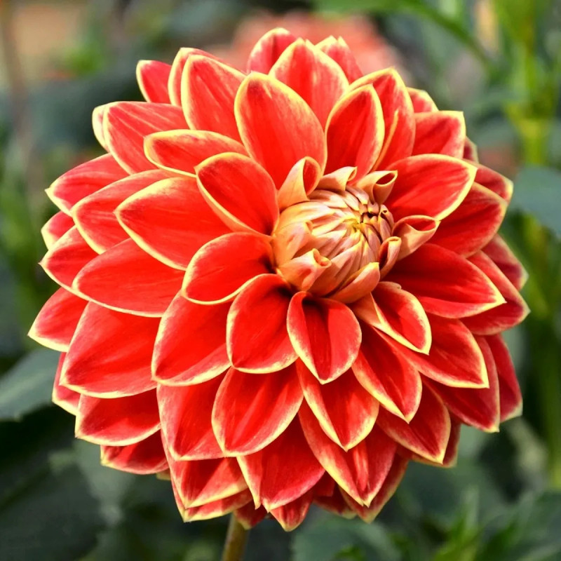 Dahlia décoratif 'Caballero' - Dahlia | Achat direct au producteur