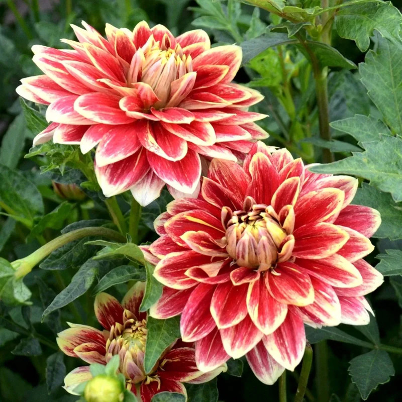 Dahlia décoratif 'Caballero' - Dahlia | Achat direct au producteur