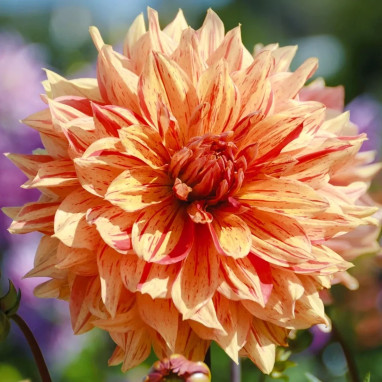 Dahlia décoratif 'Clown' - Dahlia | Achat direct au producteur