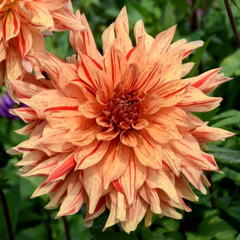 Dahlia décoratif 'Clown' - Dahlia | Achat direct au producteur