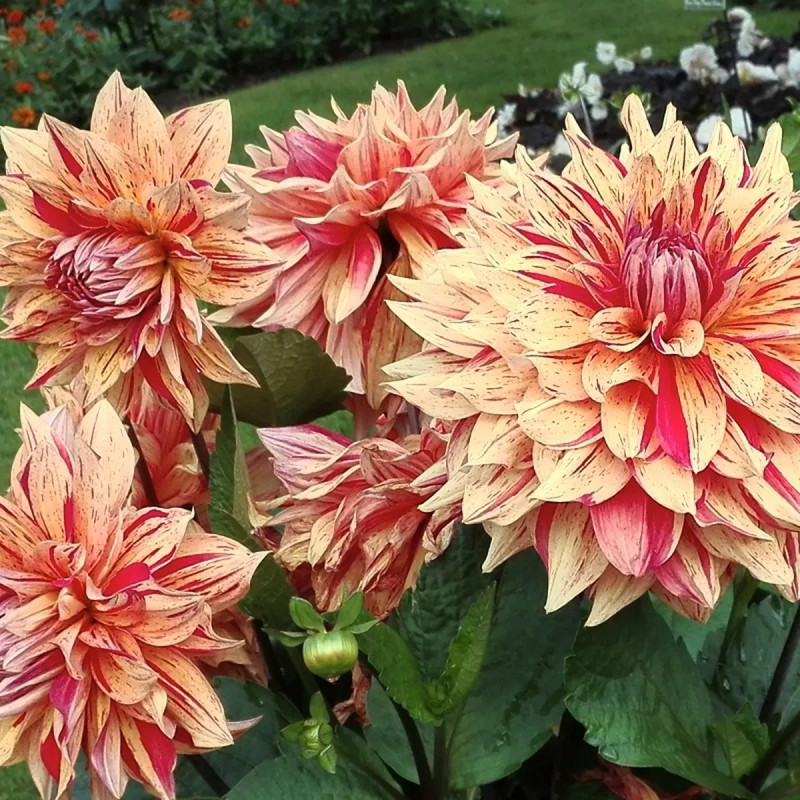 Dahlia décoratif 'Clown' - Dahlia | Achat direct au producteur