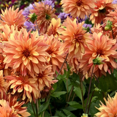 Dahlia décoratif 'French Cancan' - Dahlia | Achat direct au producteur