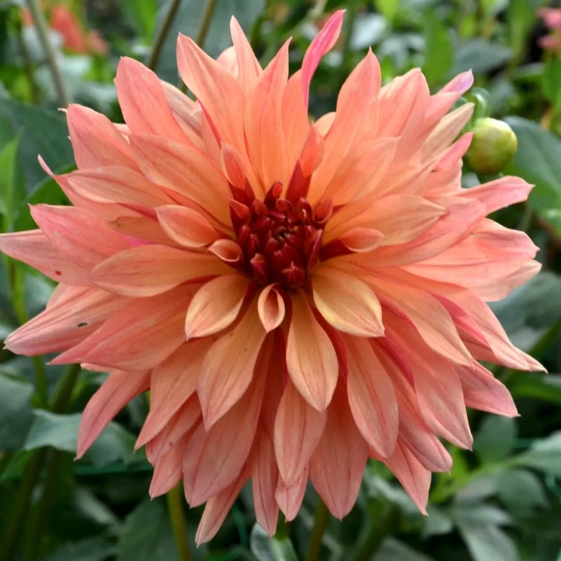 Dahlia décoratif 'French Cancan' - Dahlia | Achat direct au producteur