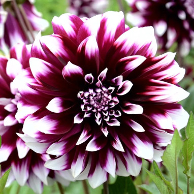 Dahlia décoratif 'Contraste' - Dahlia | Achat direct au producteur