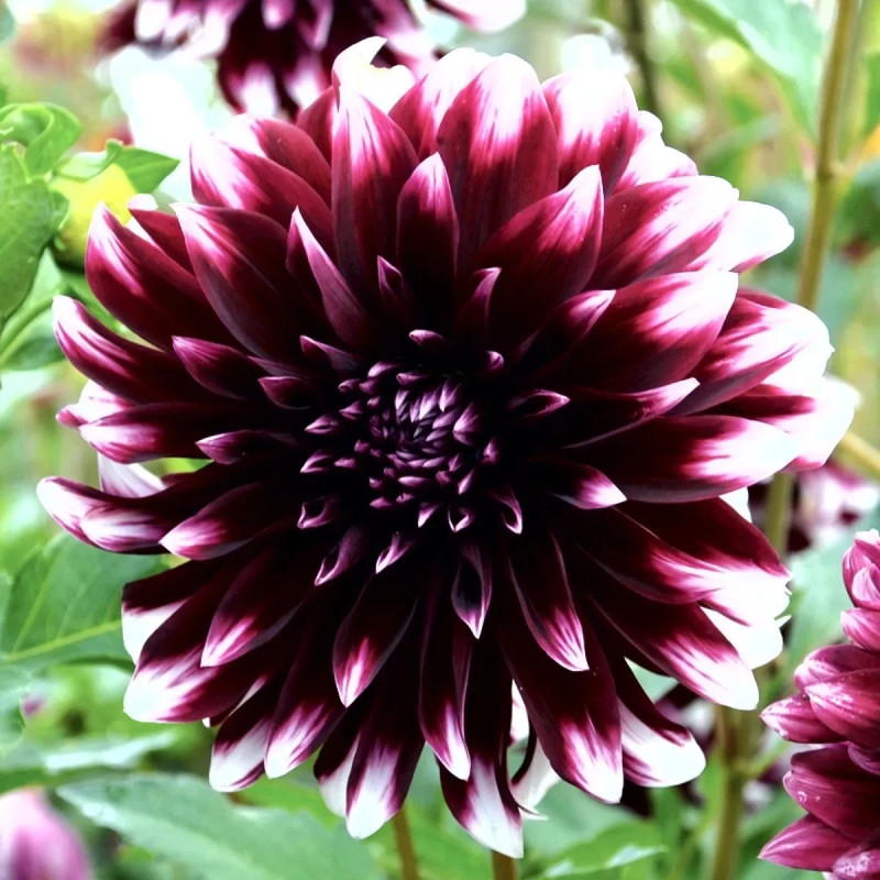 Dahlia décoratif 'Contraste' - Dahlia | Achat direct au producteur