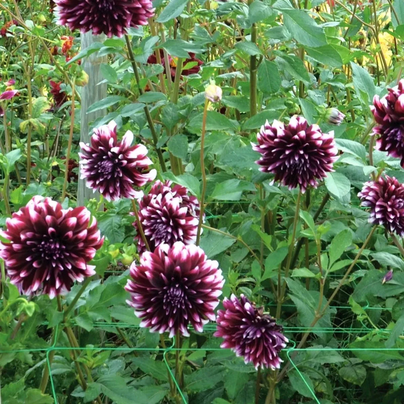 Dahlia décoratif 'Contraste' - Dahlia | Achat direct au producteur