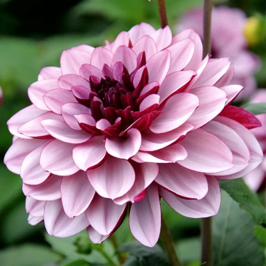 Dahlia décoratif 'Crème de Cassis' - Dahlia | Achat producteur