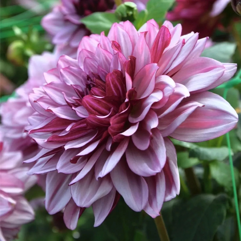 Dahlia décoratif 'Crème de Cassis' - Dahlia | Achat producteur