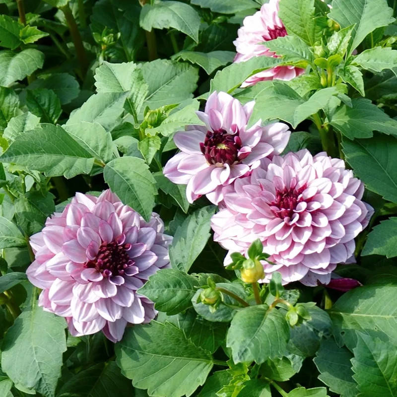 Dahlia décoratif 'Crème de Cassis' - Dahlia | Achat producteur
