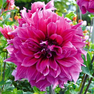 Dahlia décoratif 'Emory Paul' - Dahlia | Achat direct au producteur