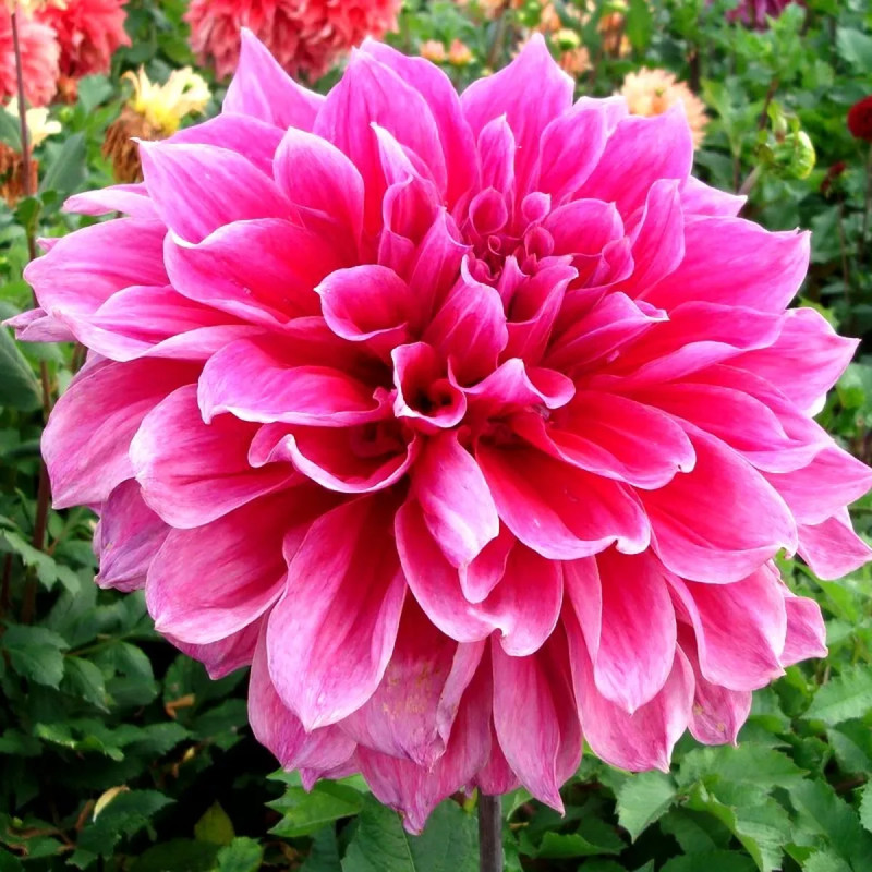 Dahlia décoratif 'Emory Paul' - Dahlia | Achat direct au producteur