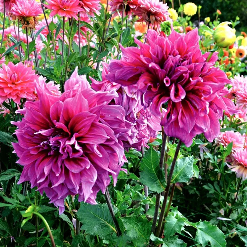Dahlia décoratif 'Emory Paul' - Dahlia | Achat direct au producteur