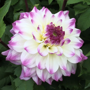 Dahlia décoratif 'Hapet Blue Eyes' - Dahlia | Achat producteur