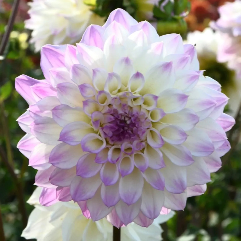 Dahlia décoratif 'Hapet Blue Eyes' - Dahlia | Achat producteur