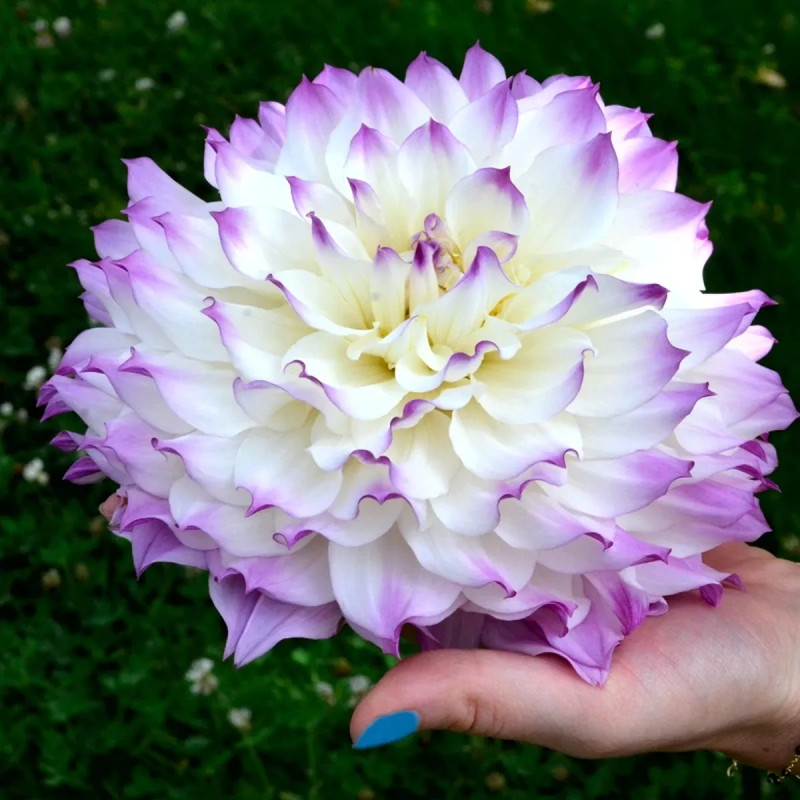 Dahlia décoratif 'Hapet Blue Eyes' - Dahlia | Achat producteur