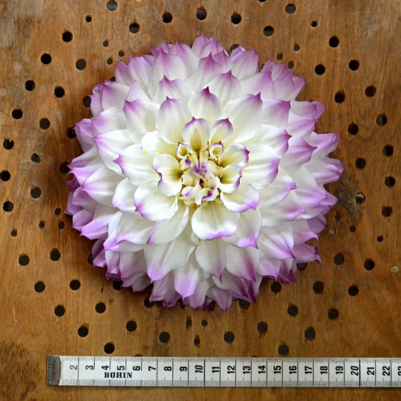 Dahlia décoratif 'Hapet Blue Eyes' - Dahlia | Achat producteur