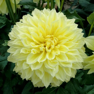 Dahlia décoratif 'Kelvin Floodlight' - Dahlia | Achat producteur
